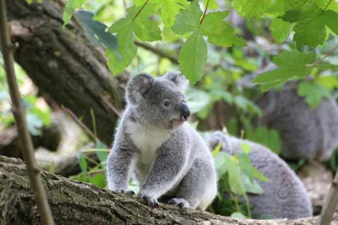 All about Koalas