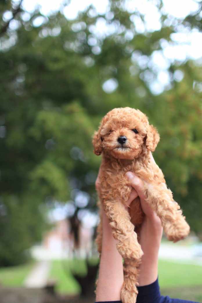 First Puppy